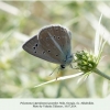 polyommatus poseidon akhaltsike male3